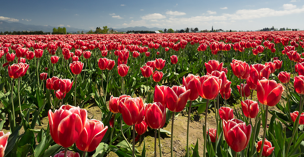 RoozenGaarde Fields -- Skagit Valley Tulip Festival