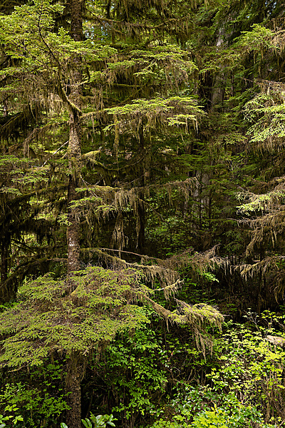 Rainforest Trail